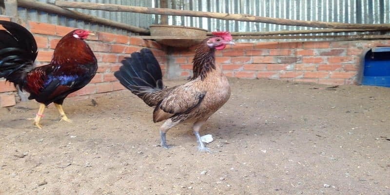 Cách Chọn Gà Mái Chọi Phù Hợp Để Đạt Hiệu Quả Phối Giống Cao 1 Cách Chọn Gà Mái Chọi Phù Hợp Để Đạt Hiệu Quả Phối Giống Cao