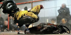 Đá Gà Mỹ – Luật Chơi Và Kinh Nghiệm Cá Cược Hiệu Quả 9 Đá Gà Mỹ – Luật Chơi Và Kinh Nghiệm Cá Cược Hiệu Quả