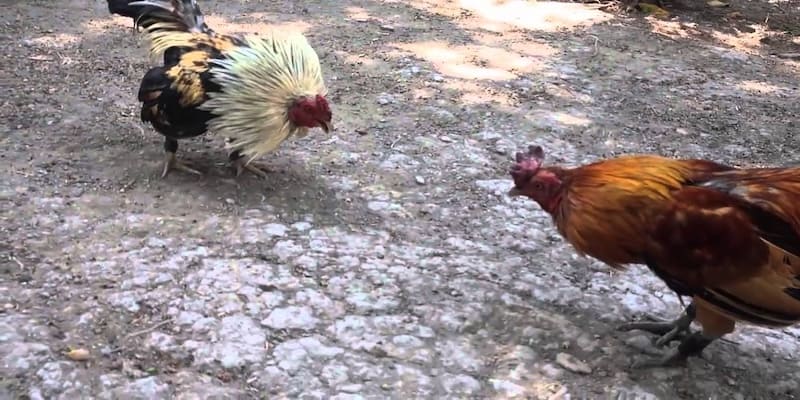 Đá Gà Tre – Cách Lựa Chọn Chiến Kê Và Bí Quyết Thắng Lớn 1 Đá Gà Tre – Cách Lựa Chọn Chiến Kê Và Bí Quyết Thắng Lớn