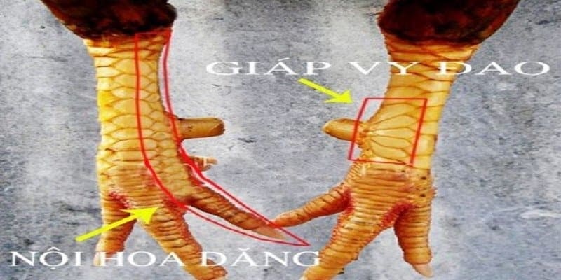 Vảy Gà Quý Là Gì? Cách Nhận Biết Vảy Gà Quý Chính Xác 1 Vảy Gà Quý Là Gì? Cách Nhận Biết Vảy Gà Quý Chính Xác